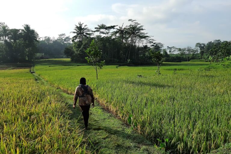 solo rice field walks